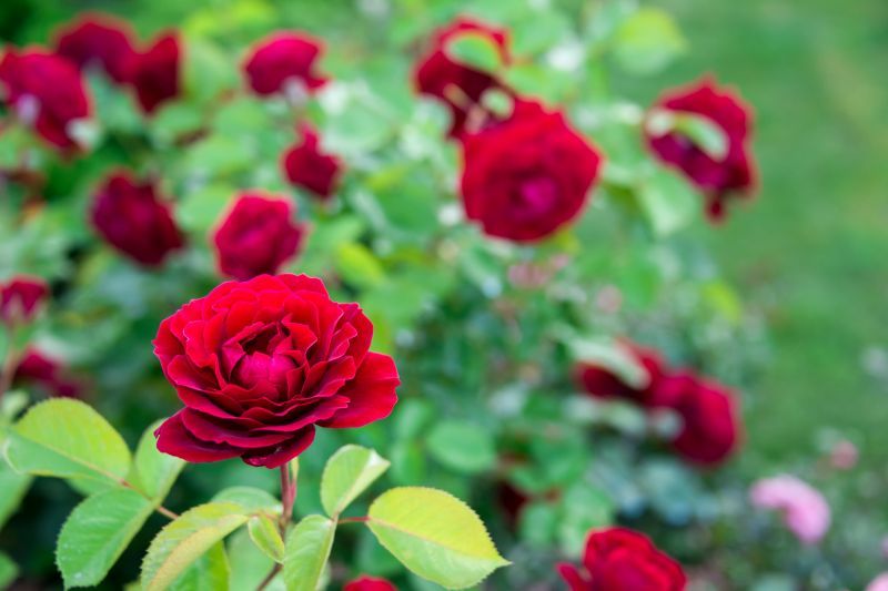 Rose Cultivation Service