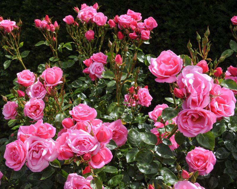 Rose Cultivation
