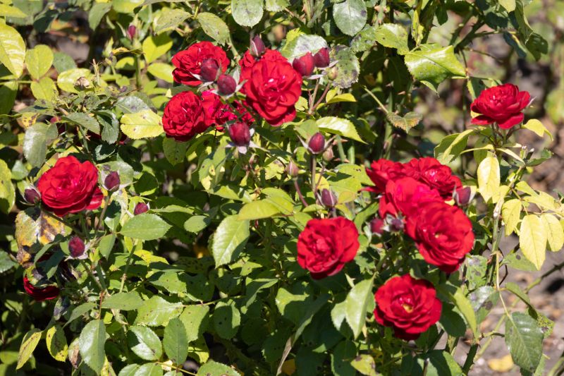 Rose Cultivation