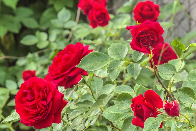 Rose Cultivation