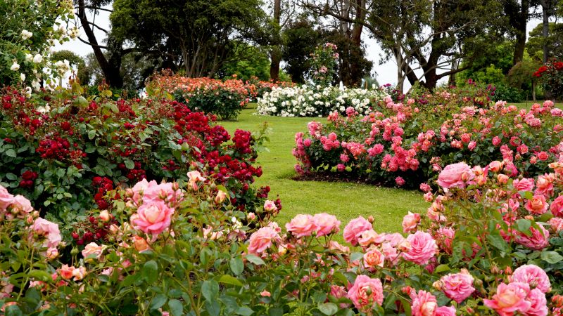 Healthy Rose Bushes