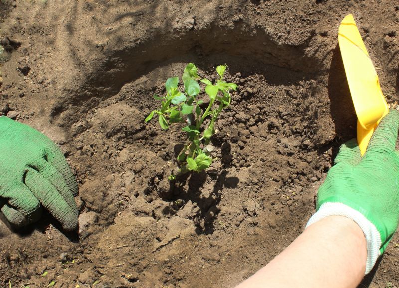 Soil Preparation for Roses