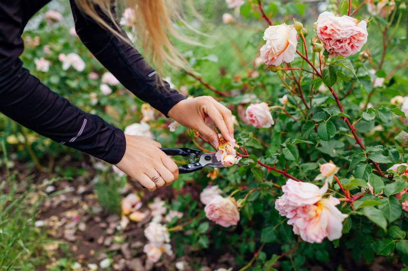 Fall Rose Planting